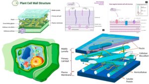 Cell Wall – Definition, Structure, Composition, Functions