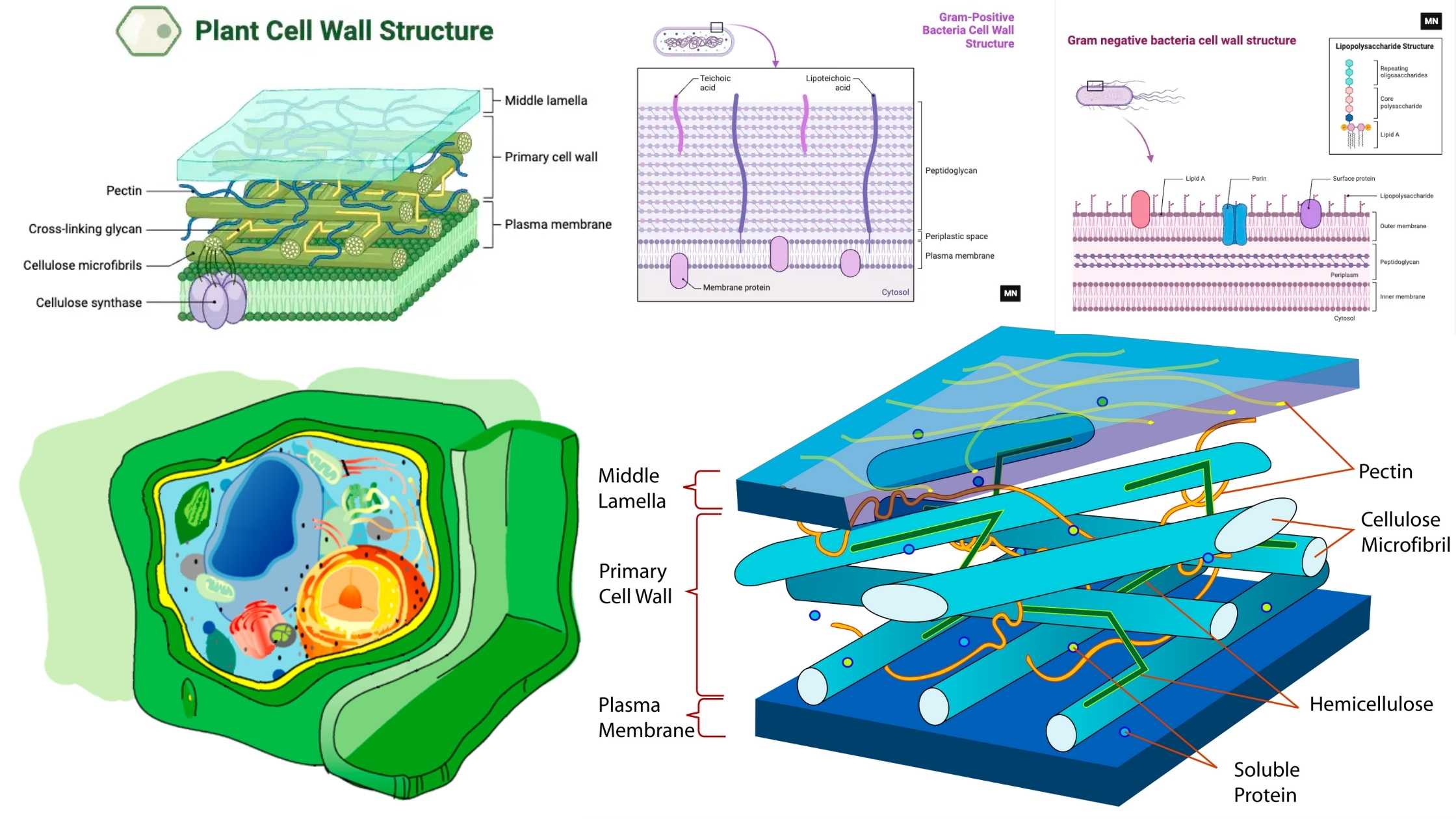 Cell Wall Definition