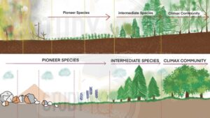 Ecological Succession – Definition, Types, Mechanism, Examples