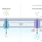Facilitated Diffusion vs Active transport