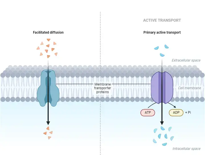 Facilitated Diffusion vs Active transport