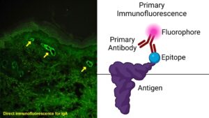 Immunofluorescence Assay – Principle, Protocol, Types, Uses