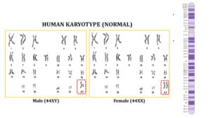 Karyotype and Idiogram – Definition, Procedure, Steps, Applications