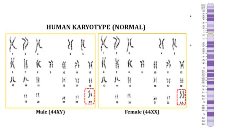 Karyotype and Idiogram - Definition, Procedure, Steps, Applications