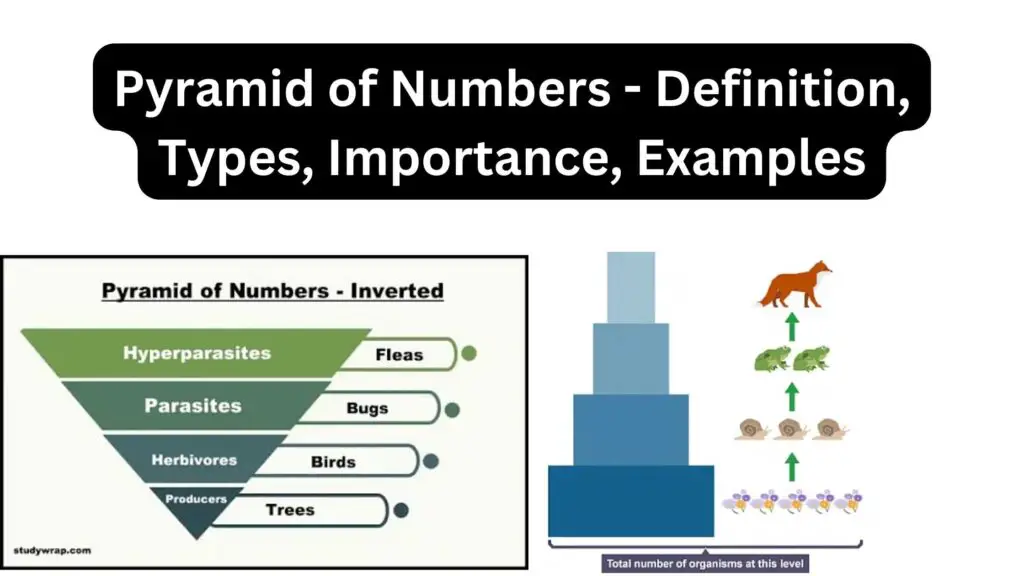 Pyramid of Numbers - Definition, Types, Importance, Examples - Biology ...