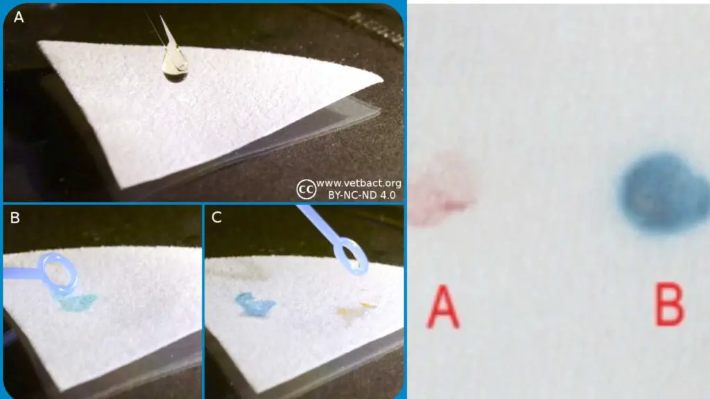 Spot Indole Test - Principle, Procedure, Result, Uses - Biology Notes ...