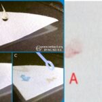 Spot Indole Test - Principle, Procedure, Result, Uses