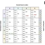 Codon Chart and Codon Table