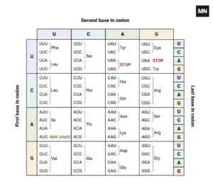 Amino Acids Codon Chart – Codon Table, mRNA Codon Chart