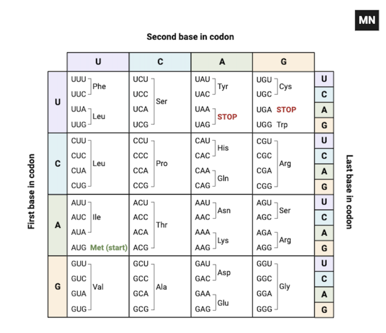 Codon Chart - Codon Table, mRNA Codon Chart, Amino Acids & RNA Wheel ...