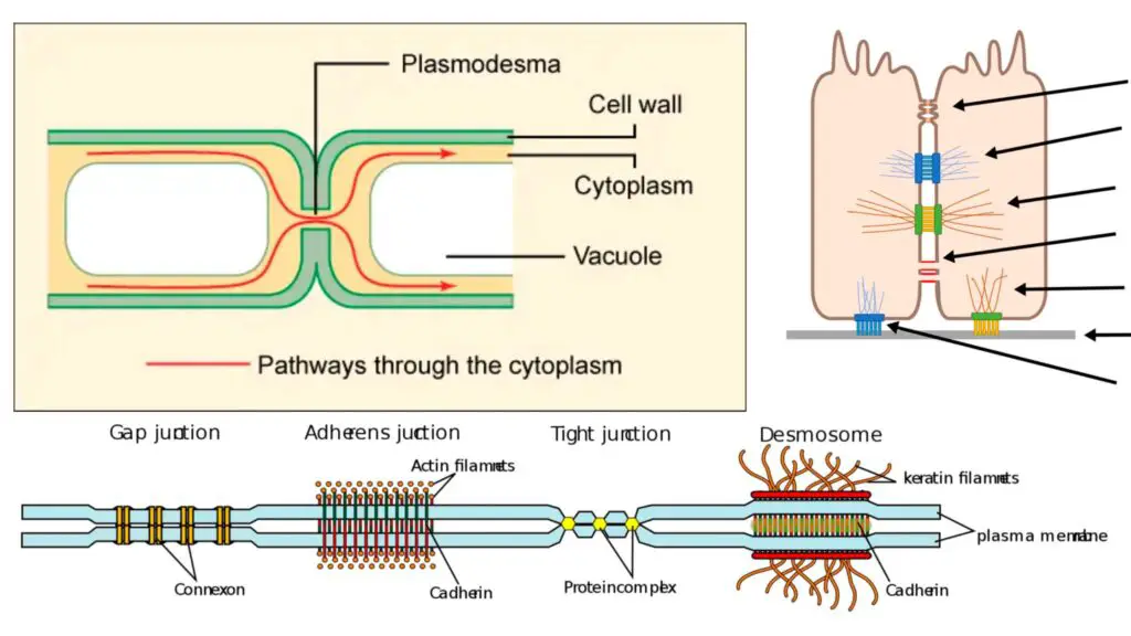 Cellular Junctions - Types and Functions - Biology Notes Online