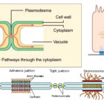 Cellular Junctions - Types and Functions