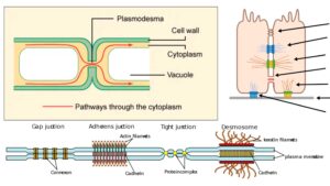 Cellular Junctions – Types and Functions