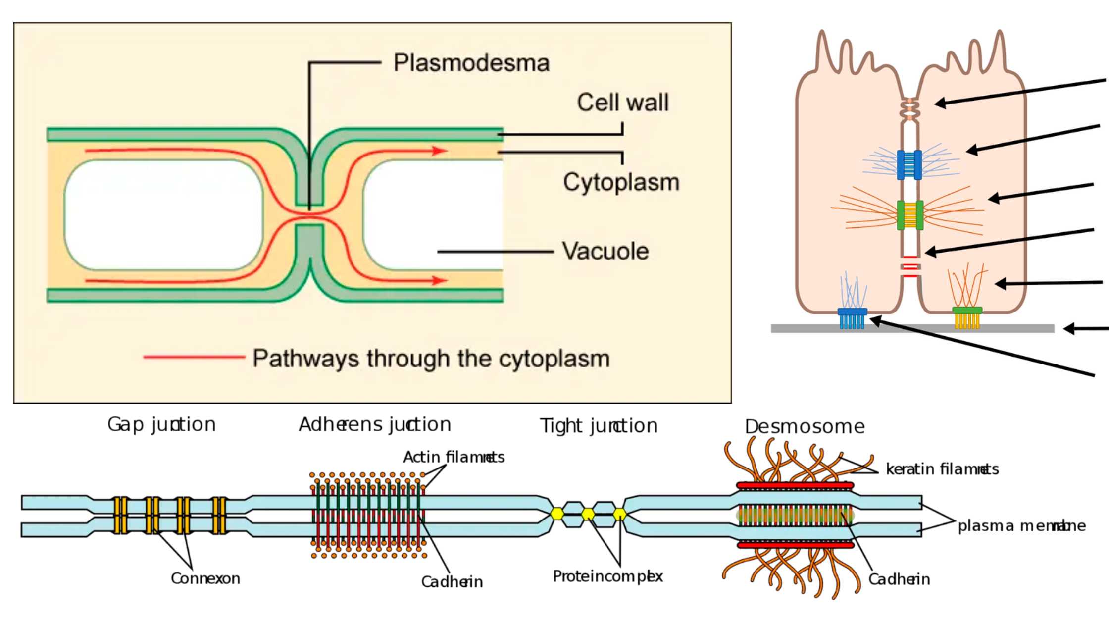 Cellular Junctions - Types and Functions