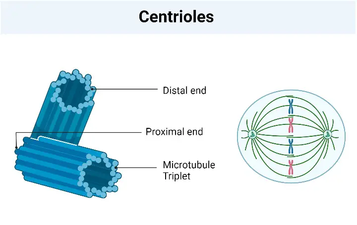 Centrioles - Definition, Structure, Functions - Biology Notes Online