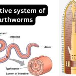 Digestive system of Earthworms