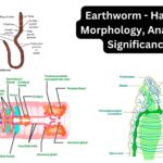 Earthworm - Habitat, Morphology, Anatomy, Significance