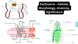 Earthworm – Habitat, Morphology, Anatomy, Significance