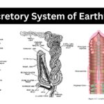 Excretory System of Earthworm