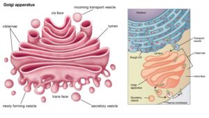 Golgi Body (Golgi Complex) – Structure, Functions