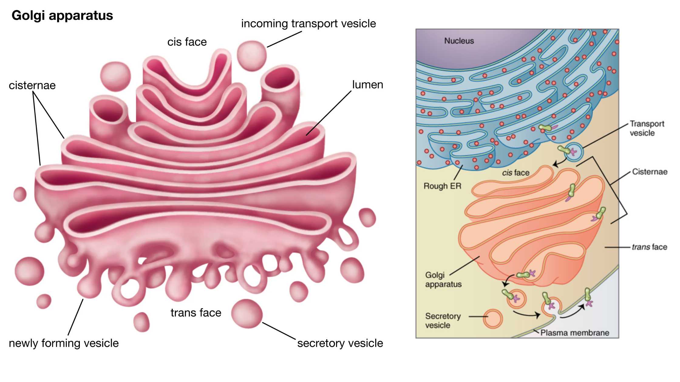 Cell Biology - Microbiology Notes