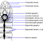 Nervous System of Earthworm