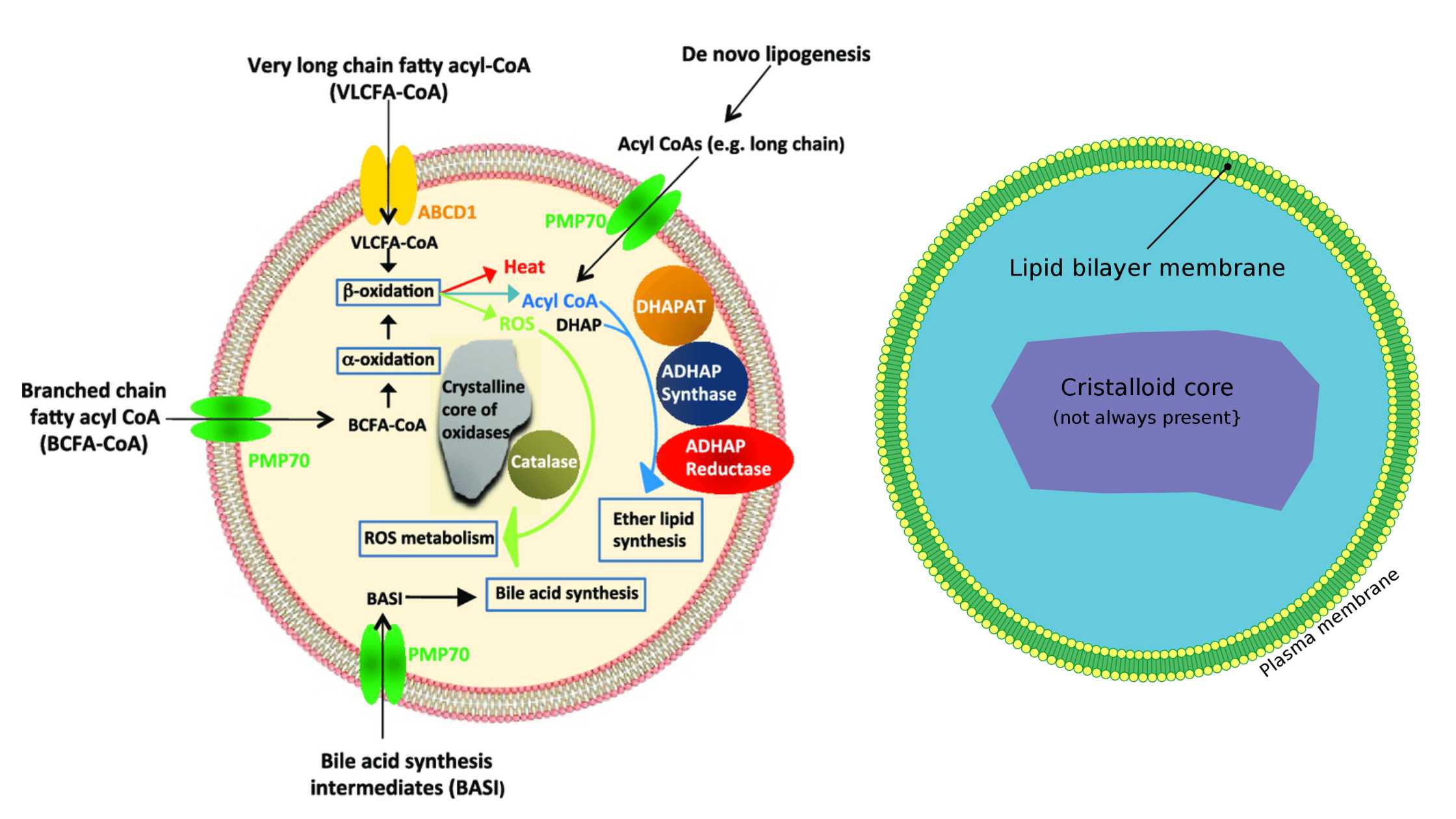 Peroxisomes -Definition, Structure, Enzymes, and Functions