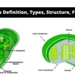 Plastids - Types, Structure, Functions