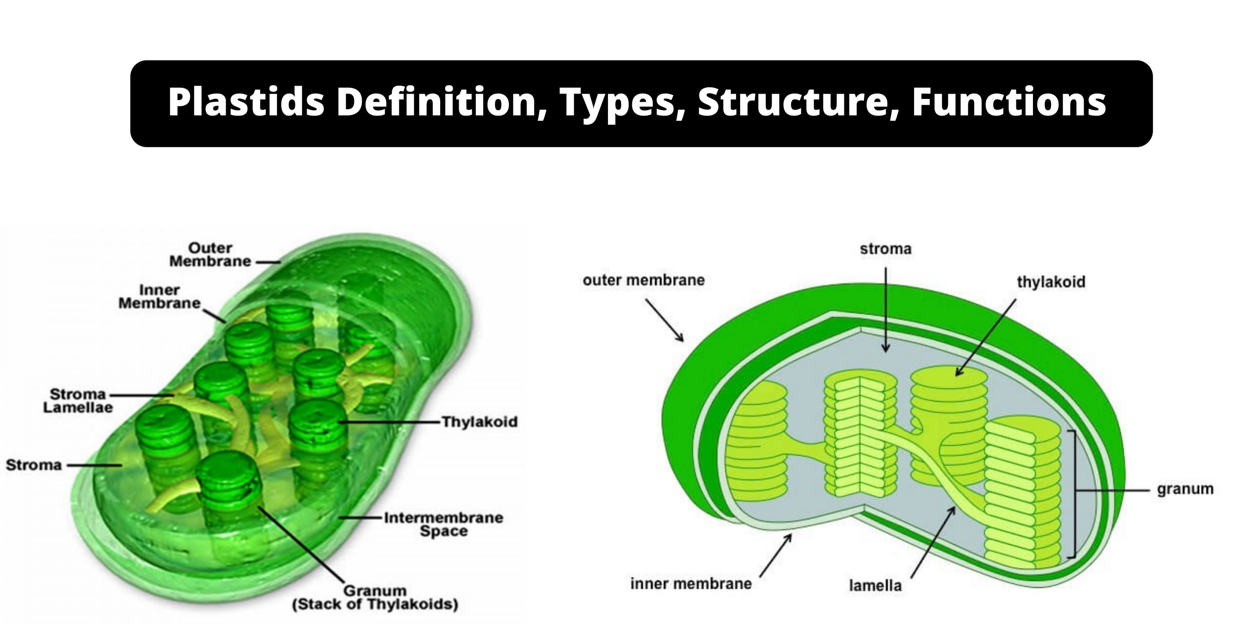 Plastids - Types, Structure, Functions