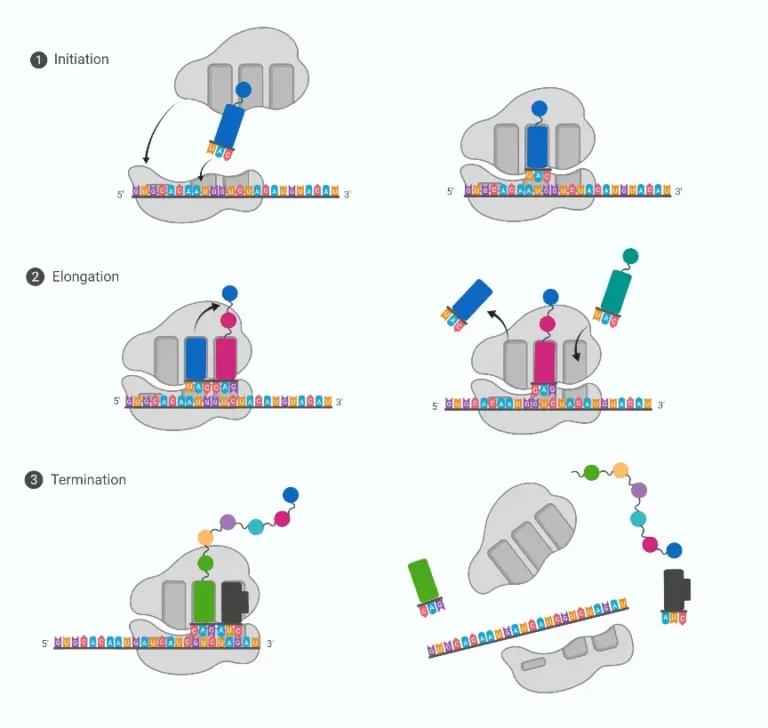Protein Synthesis (Translation)- Definition, Steps, Sites, Machinery