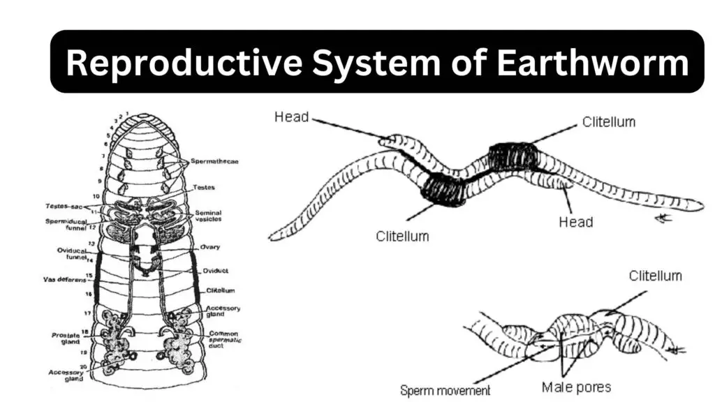 Reproductive System of Earthworm - Biology Notes Online