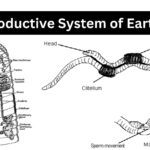 Reproductive System of Earthworm