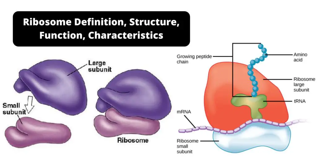 Ribosome - Types, Structure, Function, and Diagram - Biology Notes Online