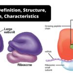 Ribosome - Types, Structure, Function, and Diagram