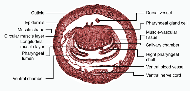 Transverse section of the pharynx of earthworm.