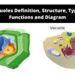 Vacuoles - Definition, Structure, Types, Functions, and Diagram