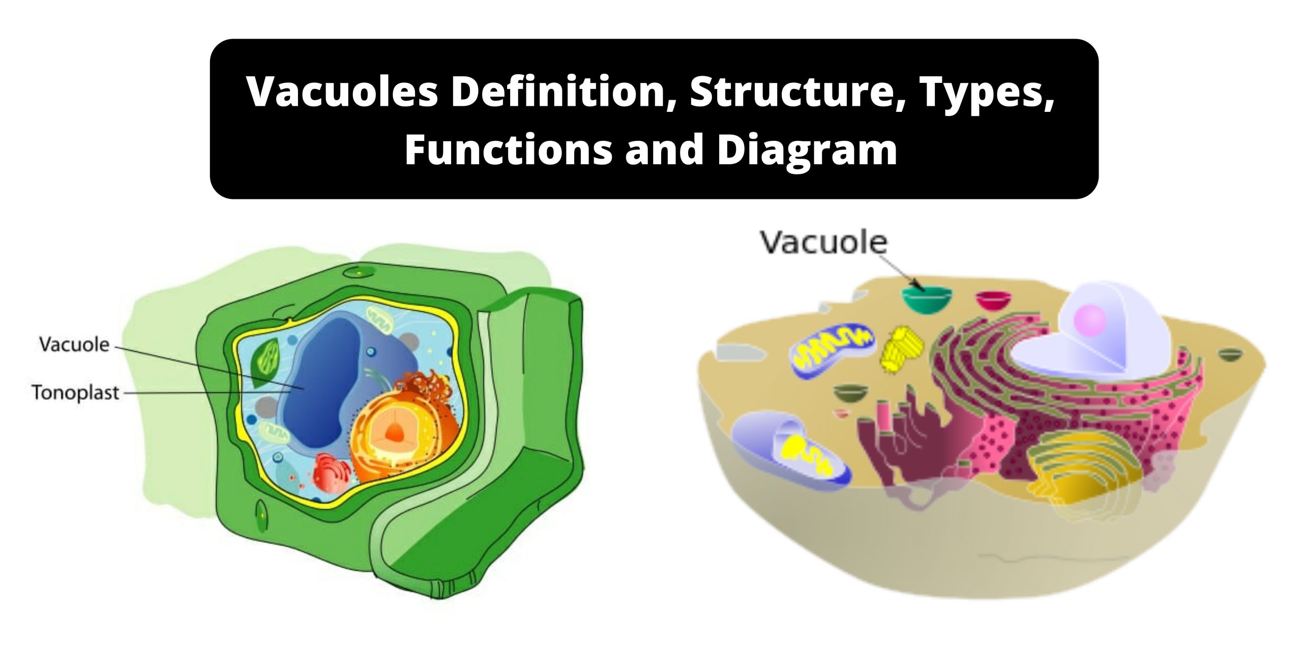 Vacuoles - Definition, Structure, Types, Functions, and Diagram