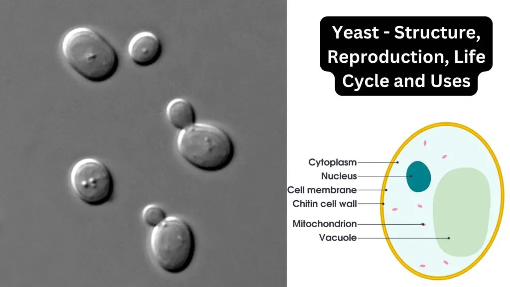 Yeast Structure Reproduction Life Cycle And Uses Biology Notes Online