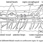 Circulatory System in Earthworm