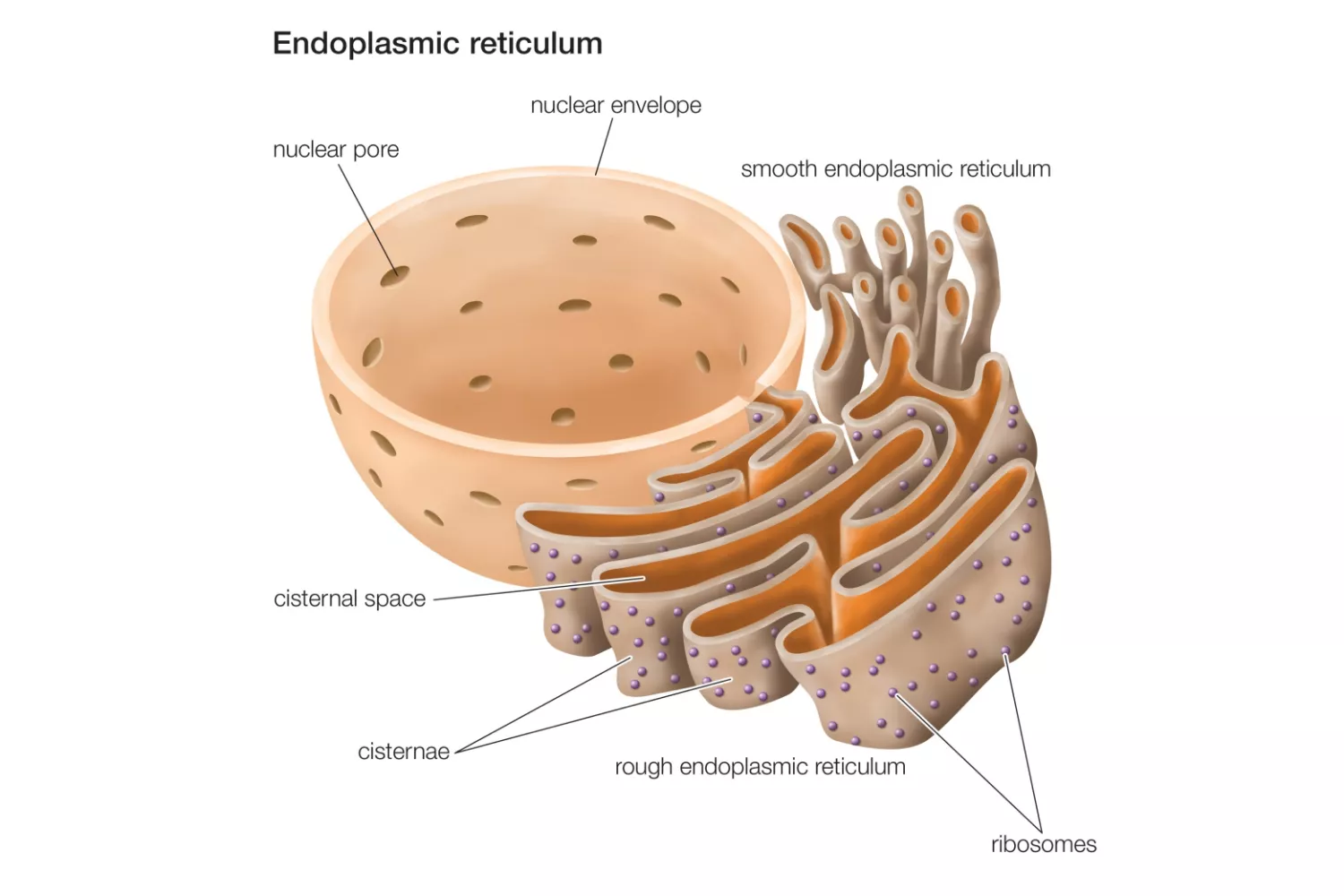 Endoplasmic Reticulum (ER) - Structure, Functions and Diagram - Biology ...