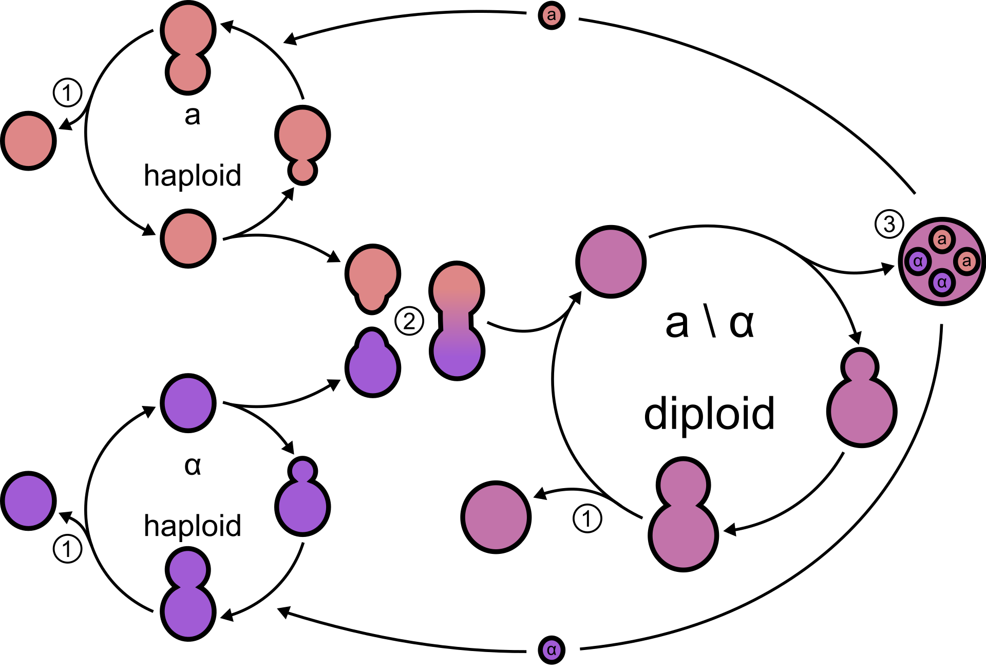 Yeast Structure Reproduction Life Cycle And Uses Biology Notes Online