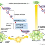 Difference between Photosystem 1 (PS1) and Photosystem 2 (PS2)