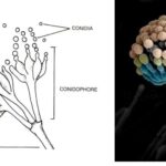 Deuteromycetes - Reproduction, Characteristics, Classification and Examples