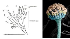 Deuteromycetes – Reproduction, Characteristics, Classification and Examples
