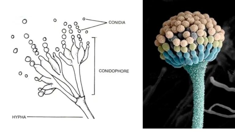 Deuteromycetes - Reproduction, Characteristics, Classification and Examples