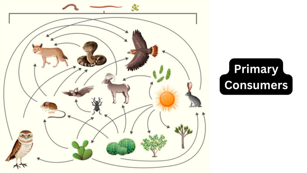 Producers Definition Types Examples Biology Notes Online