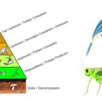 Secondary Consumers - Definition, Types, Functions, Examples