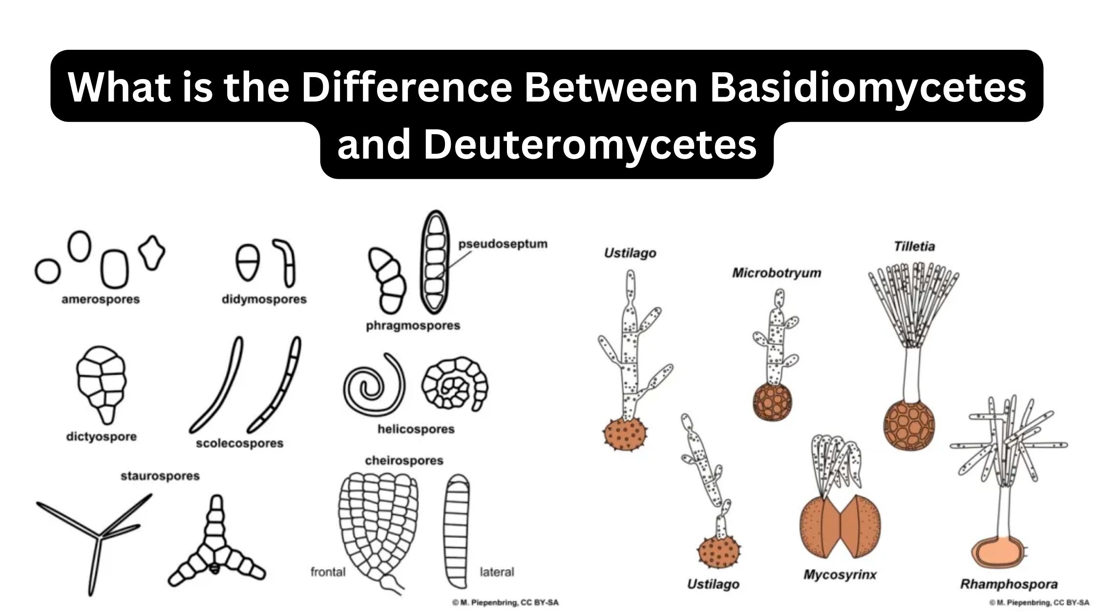 What is the Difference Between Basidiomycetes and Deuteromycetes