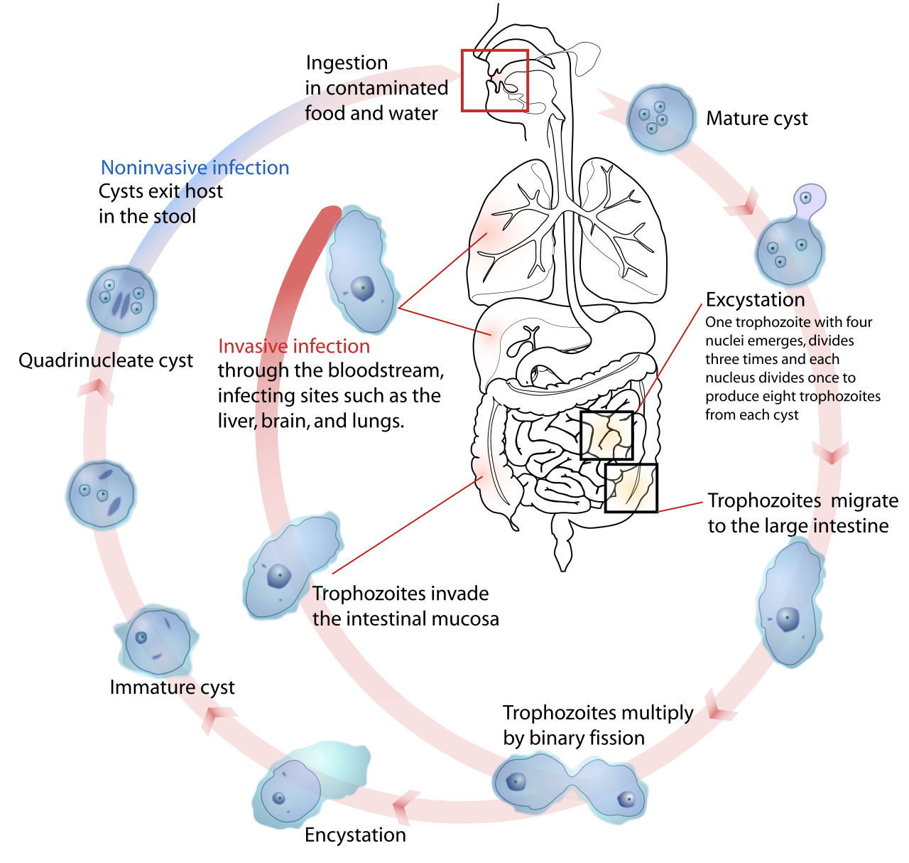 Amoebiasis Entamoeba Histolytica Life Cycle Diagnosis Biology Notes Online 9463