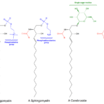 Sphingolipid – Definition, Structure, Types, Functions